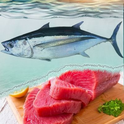 cá ngừ đại dương